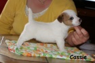 Hladk� �t���tka s PP - Jack Russell terier
