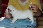 Hladk� �t���tka s PP - Jack Russell terier