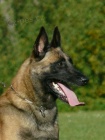 Belgick ovk Malinois  tata