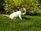 Jack Russell Terrier �t���tko