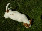 Jack Russell Terrier �t���tko