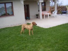 rhod�zsk�ho ridgebacka
