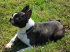 Bostonsk� terier - fene�ka s pp