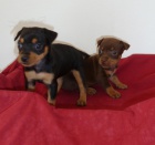 Pra�sk� krysa��k -�t�n�tka