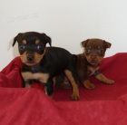 Pra�sk� krysa��k -�t�n�tka