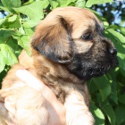 Tibetsk� teri�r - �t�n� s PP