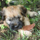 Tibetsk� teri�r - �t�n� s PP