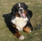 Bernsk� sala�nick� pes