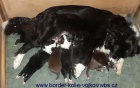 Pejsci BORDER KOLIE s PP po v�born�ch rodi��ch