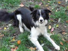 Pejsci BORDER KOLIE s PP po v�born�ch rodi��ch