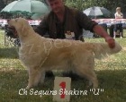 �t��ata Golden Retriever s PP