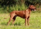 Rhod�sk� ridgeback