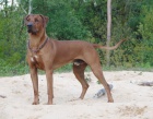 Rhod�sk� ridgeback
