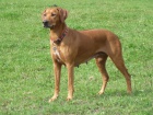Rhod�sk� ridgeback