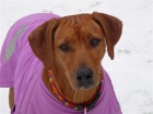 Rhod�sk� ridgeback
