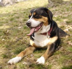 �t�n� velk�ho �v�carsk�ho psa k odb�ru prvn� t�den pr�zdnin