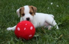 Parson russell terrier � kvalitn� �t���tka s PP