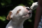 Parson russell terrier � kvalitn� �t���tka s PP
