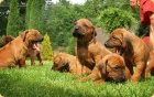 Rhodesian ridgeback - �t���tka s PP