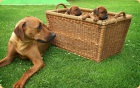 Rhodesian ridgeback - �t���tka s PP