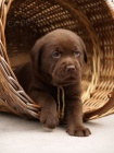 Labradorsk� retriever -�ern� a �okol�dov� �t�n�tka s PP