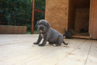 �t�na Cane Corso bez PP