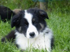 �teniatka border collie s PP - dva volni ps�ci
