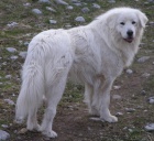 Slovensk� �uva�