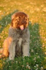 Kavkazsk� pasteveck� pes  -  n�dhern� fenka s PP