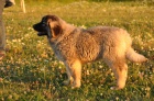 Kavkazsk� pasteveck� pes  -  n�dhern� fenka s PP
