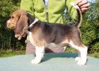 Beagle - �t��ata s PP