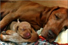 �t��ata MOK ( vizsla)