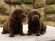 Labradorsk� retriever -�ern� a �okol�dov� �t�n�tka s PP