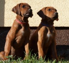 �t�n� Rhod�sk�ho Ridgebacka s PP k odb�ru