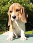 Beagle - �t��ata s PP