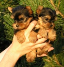 �t��ata jork��ra