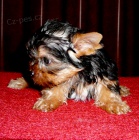 Jork��rsk� terier s pp