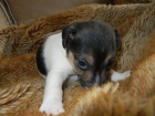 PEJSEK JACK RUSSELL TERIER - PO RODI��CH S PP, HLADKOSRST�