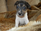PEJSEK JACK RUSSELL TERIER - PO RODI��CH S PP, HLADKOSRST�
