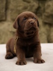 Labradorsk� retriever - �okol�dov� �t�n�tka s PP