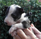 Bullterier-�t���tka s PP