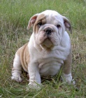 anglick� buldok s PP / buldog / bulldog