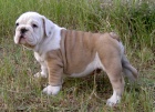 anglick� buldok s PP / buldog / bulldog