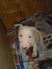 Bullterrier - velmi kvalitn� vrh 