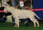 Bullterrier - velmi kvalitn� vrh 