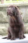 Labradorsk� retriever - �okol�dov� �t�n�tka s PP