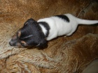PEJSEK JACK RUSSELL TERIER - PO RODI��CH S PP, IHNED K ODB�RU
