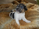 PEJSEK JACK RUSSELL TERIER - PO RODI��CH S PP, IHNED K ODB�RU