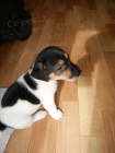 PEJSEK JACK RUSSELL TERIER - PO RODI��CH S PP, IHNED K ODB�RU