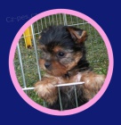 Jork��rsk� terier s pp